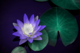Hoa sen. (Ảnh:Shutterstock）