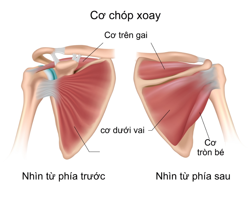 Đau vai kinh niên: Thường do cơ mất cân bằng, 5 bài tập phục hồi vận động, sức mạnh và thăng bằng