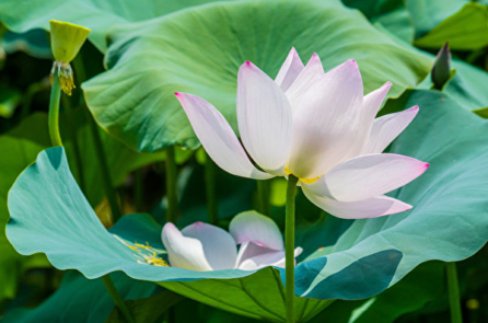 Câu chuyện Trung y: Trút bầu tâm sự