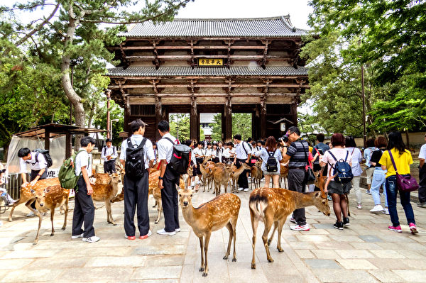 Trước Cổng phía Nam luôn là nơi tụ tập rất đông du khách và hươu Nara. (Ảnh: Vương Gia Ích/Epoch Times)