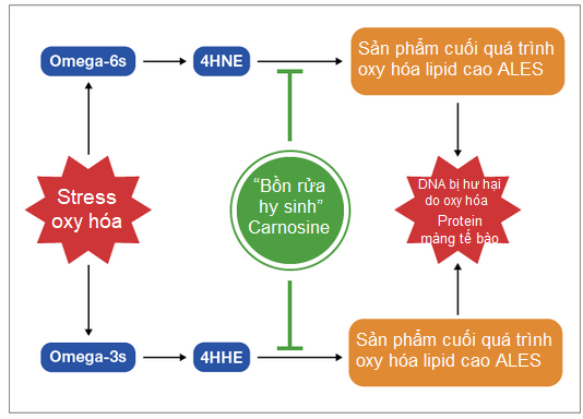 Acid Linoleic – Thành phần có tính phá hoại nhất trong thực đơn ăn uống của bạn