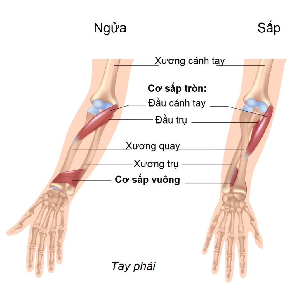 Đau khuỷu tay kinh niên: Thường do yếu cơ, 6 bài tập đơn giản giúp giảm đau