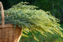 Bó cây Thanh Hao (Artemisia). (Ảnh:Svetkins/Shutterstock)