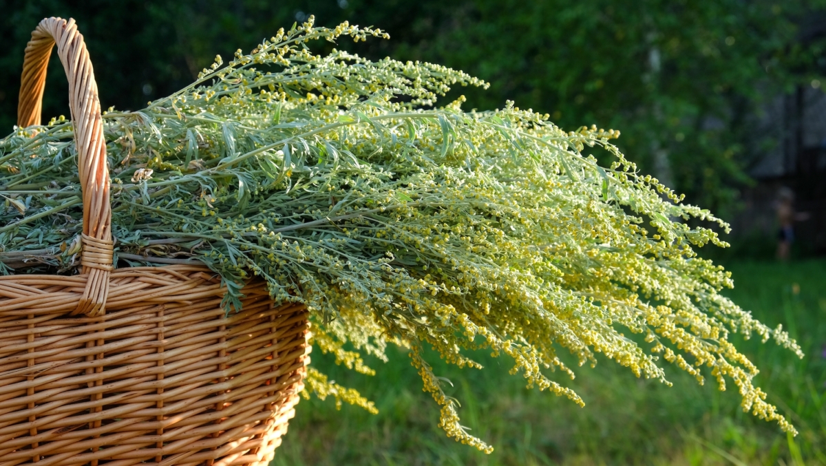 Bó cây Thanh Hao (Artemisia). (Ảnh:Svetkins/Shutterstock)