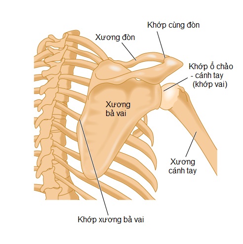 Đau vai kinh niên: Thường do cơ mất cân bằng, 5 bài tập phục hồi vận động, sức mạnh và thăng bằng