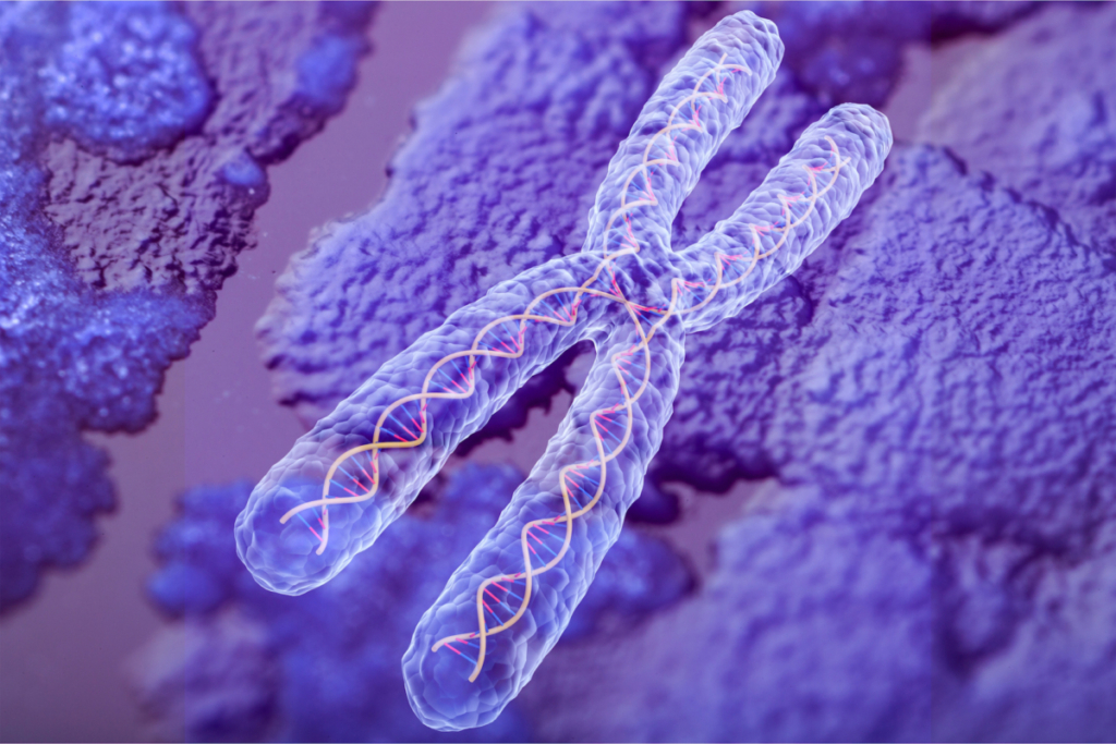 Các telomere bảo vệ cho đầu tận của nhiễm sắc thể và phòng ngừa tổn thương cho DNA của chúng ta. (Ảnh: Billion Photos/Shutterstock)