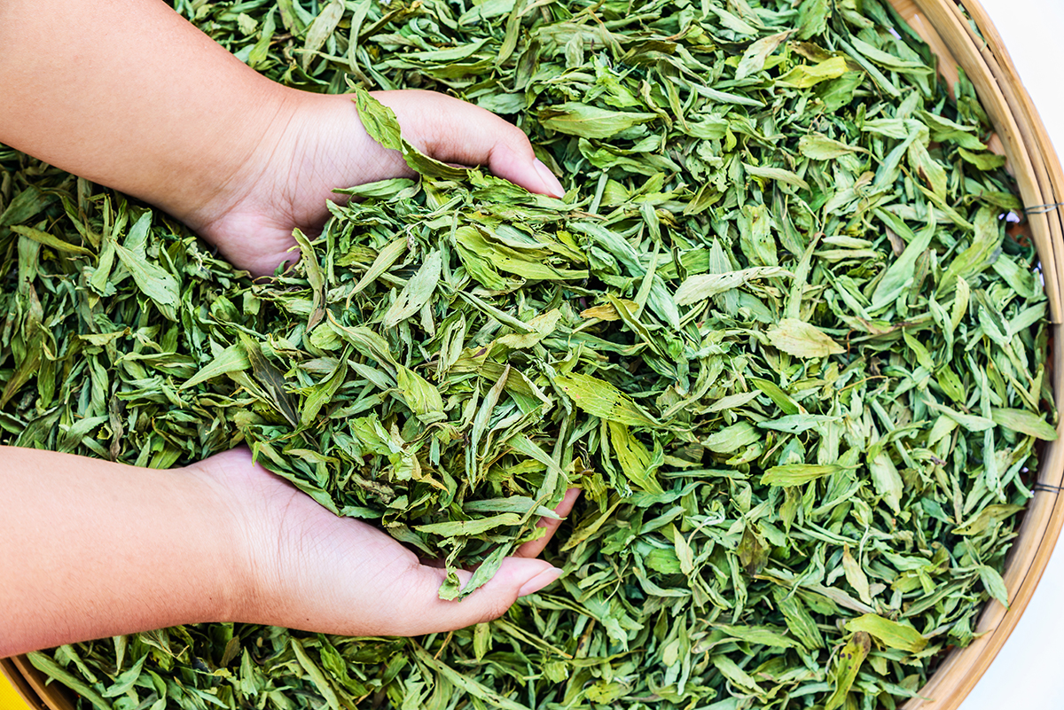 Lá cỏ ngọt chứa tám glycoside steviol khác nhau. (Ảnh: Take Photo/Shutterstock)