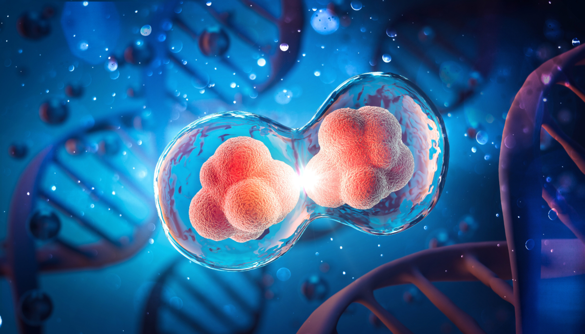 Mỗi lần một tế bào phân chia, telomere của nó ngắn dần, dẫn tới già hóa tế bào. (Ảnh: Anusorn Nakdee/Shutterstock)