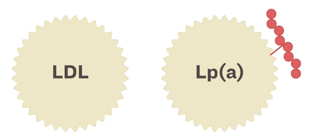 Lipoprotein tỷ trọng thấp thông thường, LDL (trái) và lipoprotein(a) Lp(a). (Ảnh: The Epoch Times)