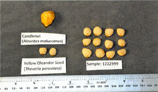 FDA kêu gọi khách hàng thận trọng do hình dáng bên ngoài giống nhau của hạt cây nến không độc hại và hạt cây trúc đào vàng có độc tính cao. (Ảnh: FDA)