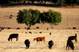 Chăn thả gia súc gần Ojai, California, vào ngày 21/06/2022. (Ảnh: Mario Tama/Getty Images)