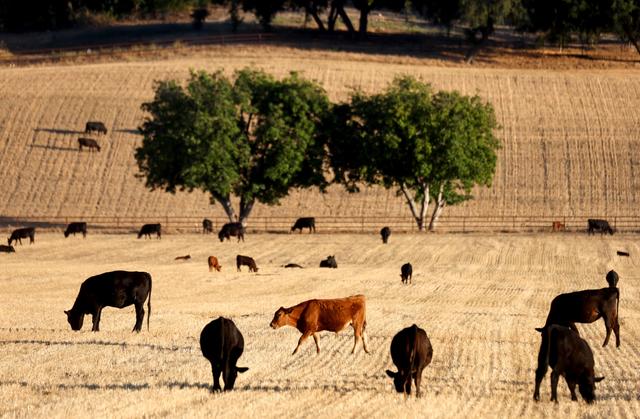 Chăn thả gia súc gần Ojai, California, vào ngày 21/06/2022. (Ảnh: Mario Tama/Getty Images)