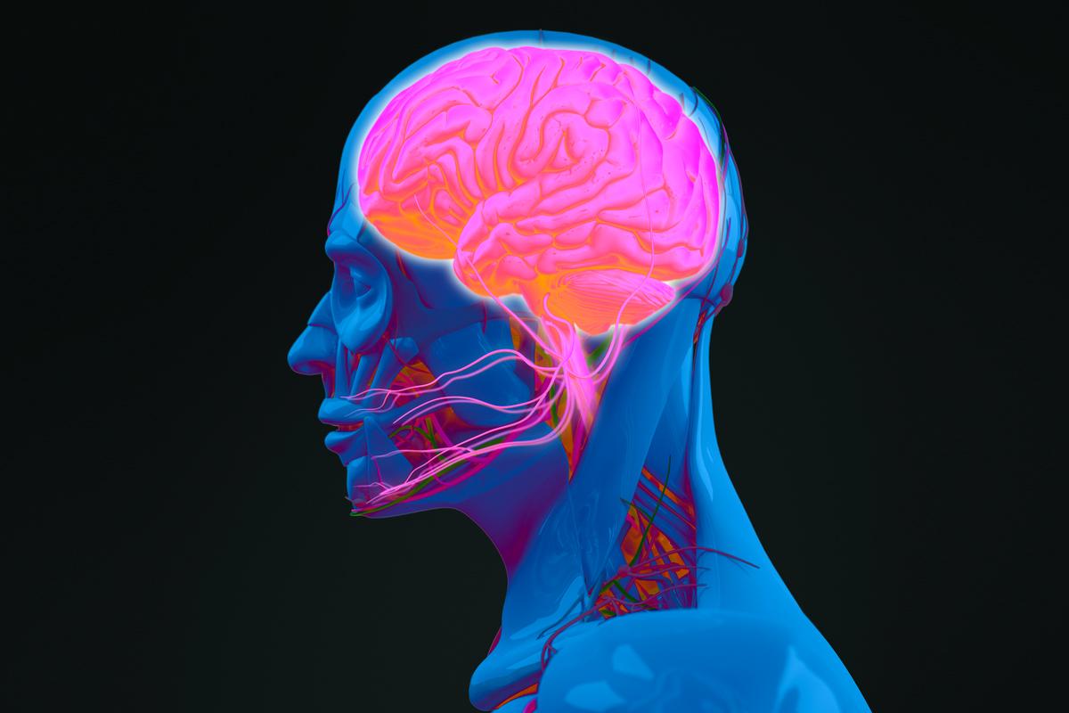 Giải phẫu nhân thể và thần kinh. Hình ảnh đầu và một bên của bộ não. (Ảnh: Anatomy Image/Shutterstock)