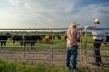 Các chủ trang trại chăn nuôi bò khảo sát đàn gia súc của họ ở Quemado, Texas hôm 13/06/2023. (Ảnh: Brandon Bell/Getty Images)