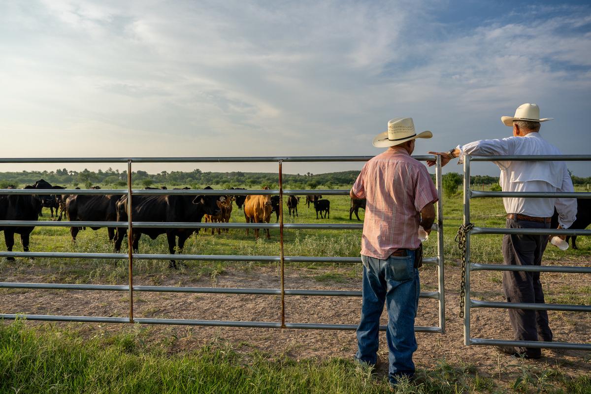 Các chủ trang trại chăn nuôi bò khảo sát đàn gia súc của họ ở Quemado, Texas hôm 13/06/2023. (Ảnh: Brandon Bell/Getty Images)