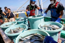 Công nhân ngư nghiệp dỡ hải sản đánh bắt được bằng lưới kéo xa bờ tại cảng Matsukawaura ở thành phố Soma, quận Fukushima, hôm 01/09/2023. (Ảnh: JIJI Press/AFP qua Getty Images)