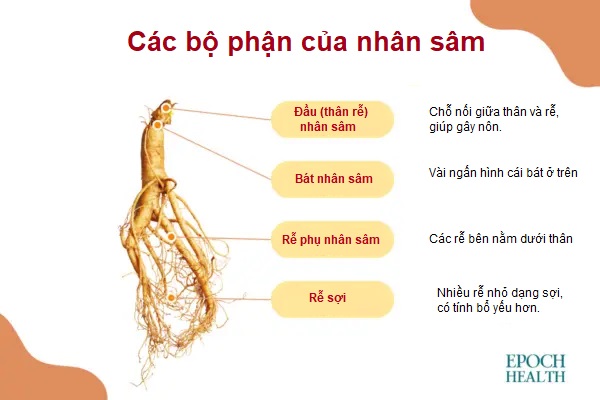 Nhân sâm, loại dược liệu quý có công dụng trợ tim và tăng tuổi thọ