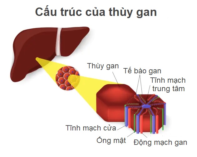 Cách giúp gan tự chữa lành tổn thương