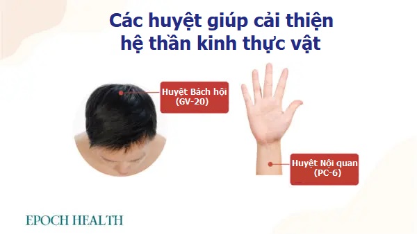 Có nên dùng thuốc ngủ? Các bài thuốc cổ xưa chữa mất ngủ do rối loạn thần kinh thực vật