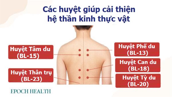 Có nên dùng thuốc ngủ? Các bài thuốc cổ xưa chữa mất ngủ do rối loạn thần kinh thực vật