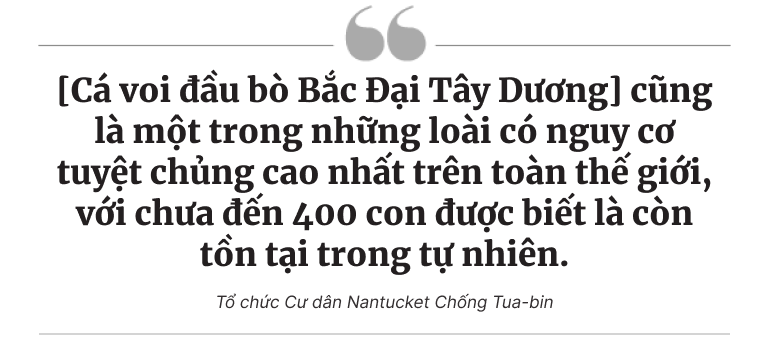 Tua-bin gió có hại chết những động vật hữu nhũ nặng 100,000 pound này không?