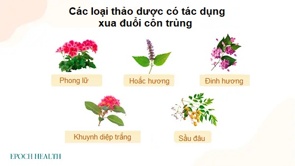 Thuốc thảo dược tự làm để đuổi muỗi và bọ ve