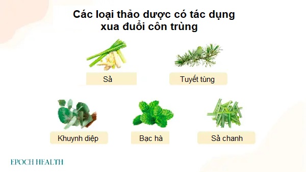 Thuốc thảo dược tự làm để đuổi muỗi và bọ ve