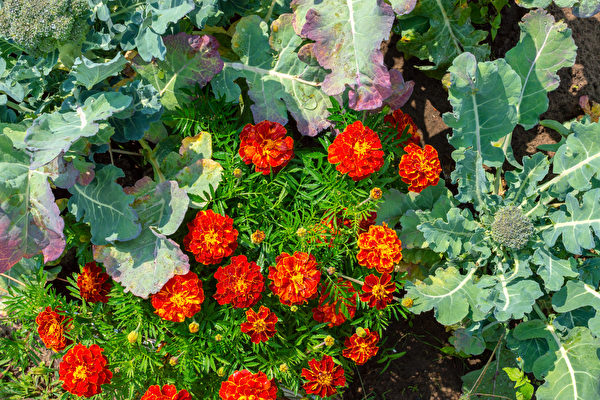 Trong vườn rau, bông cải xanh được trồng xen lẫn với các loại hoa. (Ảnh: Shutterstock)