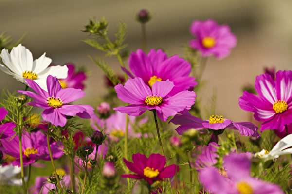 Hoa Cúc sao nhái thường được cắm vào bình hoa để trang trí. (Ảnh: Shutterstock)