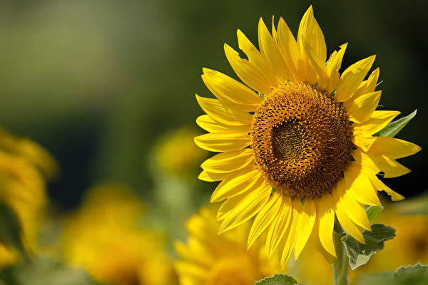 Hoa Hướng dương có rất nhiều mật hoa, thu hút các loài côn trùng thụ phấn. (Ảnh: Shutterstock)