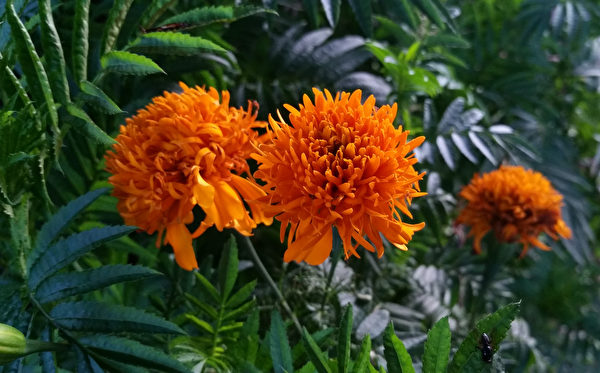 Hoa Cúc vạn thọ có công dụng xua đuổi côn trùng rất tốt. (Ảnh: Shutterstock)