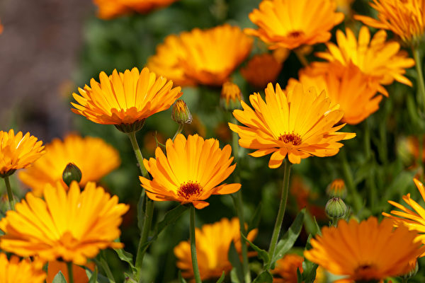 Những bông hoa Cúc kim tiền sau khi tàn úa có thể dùng làm chất xúc tác giúp phân giải phân bón trong đất. (Ảnh: Shutterstock)