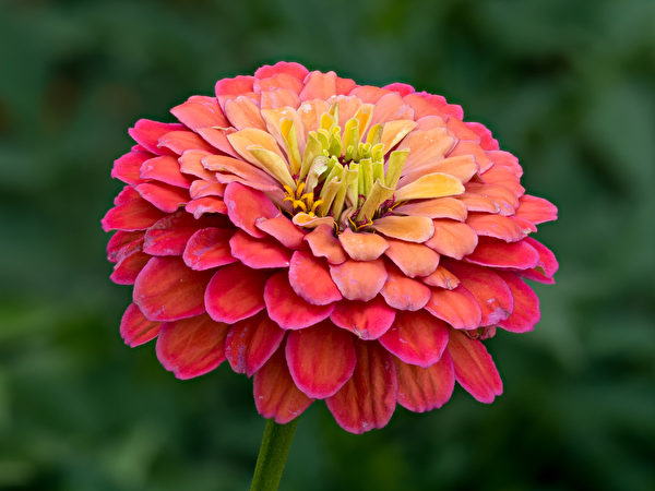 Hoa cúc bách nhật có nhiều màu sắc, nở hoa liên tục. (Ảnh: Shutterstock)