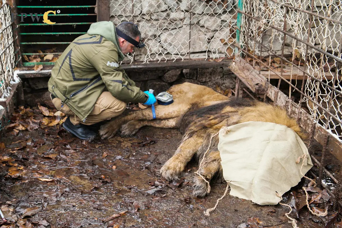 Các bác sĩ thú y kiểm tra sức khỏe cho Ruben trước khi nó được chuyển từ sở thú bỏ hoang ở Armenia đến trạm cách ly kiểm dịch tạm thời. (Ảnh do Animal Defenders International cung cấp)
