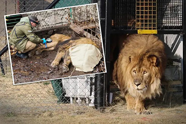 Bị nuôi nhốt suốt 15 năm, cuối cùng ‘con sư tử cô đơn nhất thế giới’ đã được trở về quê nhà