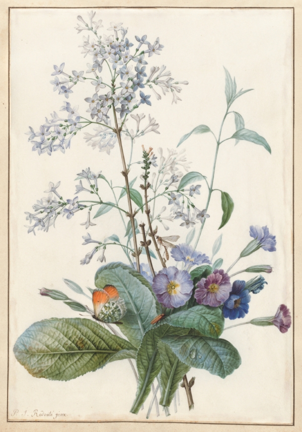 Họa sĩ Pierre-Joseph Redouté là người tiên phong trong các bản in về thực vật. Bức tranh “A Bouquet of Flowers With Insects” (Một bó hoa có côn trùng), không đề ngày tháng của họa sĩ Pierre-Joseph Redouté. Màu nước phủ vàng trên giấy da; kích thước 9 7/8 inches x 6 3/4 inches (~25cm x 17cm). Quỹ Ailsa Mellon Bruce. Phòng trưng bày Nghệ thuật Quốc gia, Hoa Thịnh Đốn (Ảnh: Tài liệu công cộng)