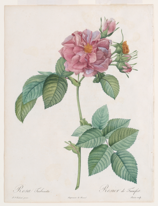 Bức tranh “Empress Josephine or Frankfort Rose (Rosa Turbinata)” (Hoàng hậu Josephine hay Đóa hồng Frankfort) của họa sĩ Pierre-Joseph Redouté, năm 1817–1824. Khắc chấm màu cho tập tranh “Les Roses”; kích thước: 13 3/4 inch x 9 7/8 inch (~35cm x 25cm). Món quà của Kathy và Michael Mouron, nhằm vinh danh ông W. Graham Arader III (năm 2018), Bảo tàng Nghệ thuật Metropolitan, New York. (Ảnh: Tài liệu công cộng)