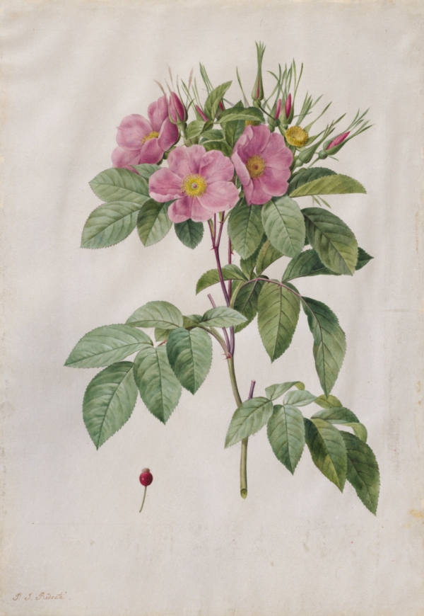 Tác phẩm “Pasture Rose (Rosa Carolina Corymbosa)” (Hoa hồng đồng cỏ) của họa sĩ Pierre-Joseph Redouté, năm 1817–1824. Màu nước trên giấy da. Món quà mang tên ông Warren H. Corning từ vợ và các con của ông, Bảo tàng Nghệ thuật Cleveland. (Ảnh: Tài liệu công cộng)
