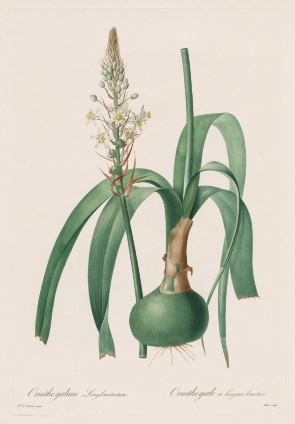 Bức tranh “Ornithogalum Longibracteatum” (Cây Hành bầu) của họa sĩ Pierre-Joseph Redouté, năm 1802–1816. Khắc bằng chấm và đường nét, tô màu thủ công cho cuốn “Les Liliacées.” Món quà của Câu lạc bộ In ấn Cleveland để vinh danh ông Arnold M. Davis, Bảo tàng Nghệ thuật Cleveland. (Ảnh: Tài liệu công cộng)