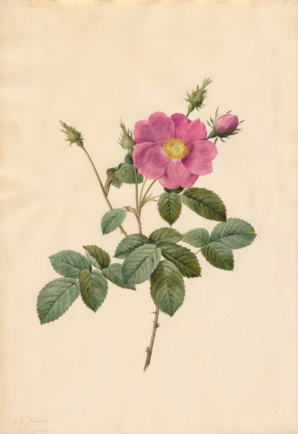 Bức tranh “Cabbage Rose (Rosa Centifolia Simplex)” (Hoa hồng bắp cải) của họa sĩ Pierre-Joseph Redouté, năm 1817–1824. Màu nước trên giấy da. Món quà mang tên ông Warren H. Corning từ vợ và các con của ông, Bảo tàng Nghệ thuật Cleveland. (Ảnh: Tài liệu công cộng)