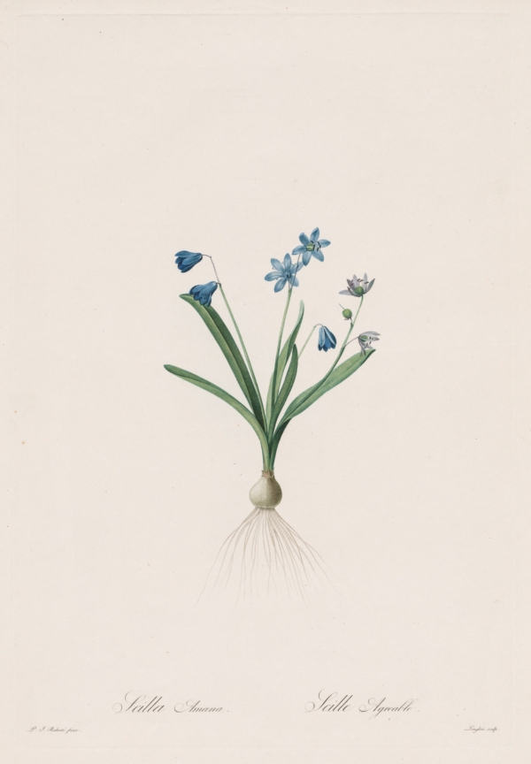 Tác phẩm “Scilla Amaena” của họa sĩ Pierre-Joseph Redouté, năm 1802–1816. Tranh khắc bằng chấm và đường nét, tô màu thủ công cho tập tranh “Les Liliacées.” Món quà của Câu lạc bộ In ấn Cleveland để vinh danh ông Arnold M. Davis, Bảo tàng Nghệ thuật Cleveland. (Ảnh: Tài liệu công cộng)