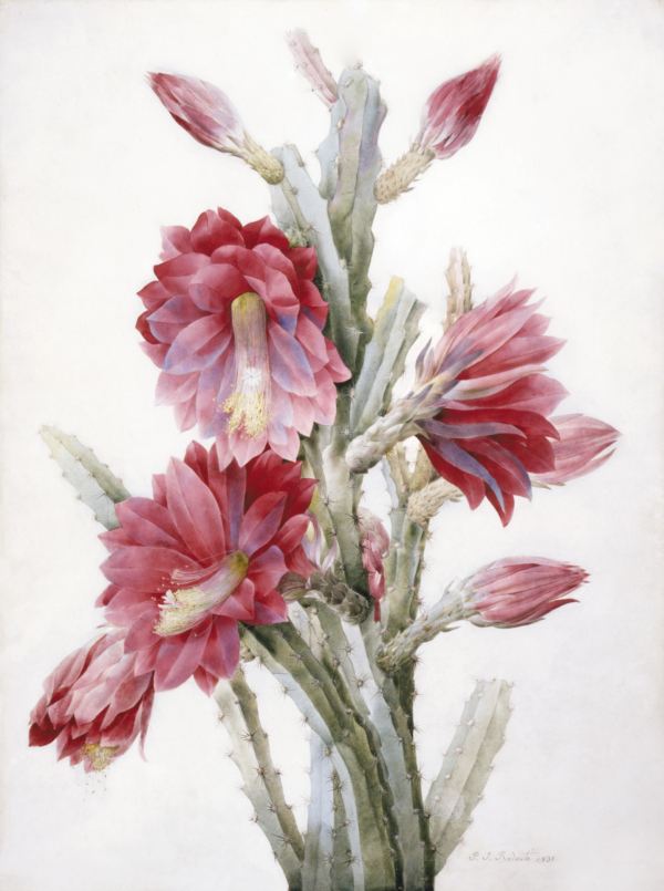 Bức tranh “A Flowering Cactus: Heliocereus Speciosus” (Một cây xương rồng có hoa: Heliocereus Speciosus), năm 1831, của họa sĩ Pierre-Joseph Redouté. Màu nước trên giấy da; kích thước: 27 3/4 inch x 22 1/2 inch (~70cm x 57cm). Quà tặng của Ủy ban Sưu Tầm năm 2003; Bảo tàng Nghệ thuật Quận Los Angeles. (Ảnh: Hiệp hội Bảo tàng/LACMA)
