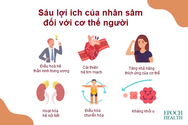 Nhân sâm, loại dược liệu quý có công dụng trợ tim và tăng tuổi thọ