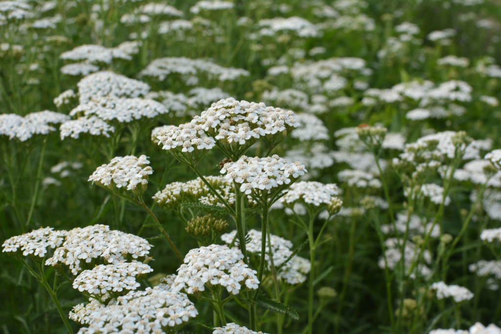 Âu thi thảo (Dương kỳ thảo) nở hoa tự nhiên giữa đám cỏ. (Ảnh: Orest lyzhechka/Shutterstock)