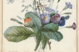 Một phần bức tranh “A Bouquet of Flowers With Insects” (Một bó hoa có côn trùng) không đề ngày tháng, của họa sĩ Pierre-Joseph Redouté. Màu nước phủ vàng trên giấy da; kích thước: 9 7/8 inch x 6 3/4 inch (~25cm x 17cm). Quỹ Ailsa Mellon Bruce. Phòng trưng bày Nghệ thuật Quốc gia, Hoa Thịnh Đốn. (Ảnh: Tài liệu công cộng)