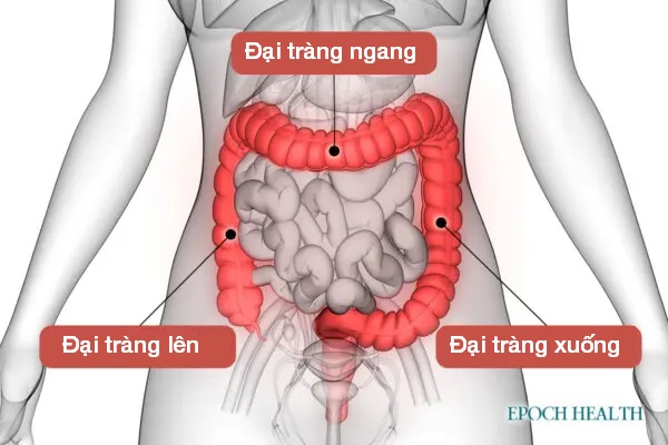 Trung y chữa táo bón bằng ba phương pháp đơn giản