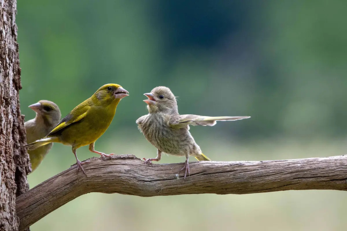 Cãi vã. (Ảnh: Jacek Stankiewicz/Comedy Wildlife Photography Awards 2023)