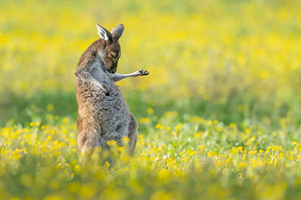 Gần đây, giải thưởng Nhiếp ảnh Động vật Hoang dã Hài hước năm 2023 đã công bố những tác phẩm lọt vào vòng chung kết. Tiêu đề của tác phẩm này tên là “Kangaroo chơi guitar không khí.” (Ảnh: Jason Moore/Comedy Wildlife Photography Awards 2023)