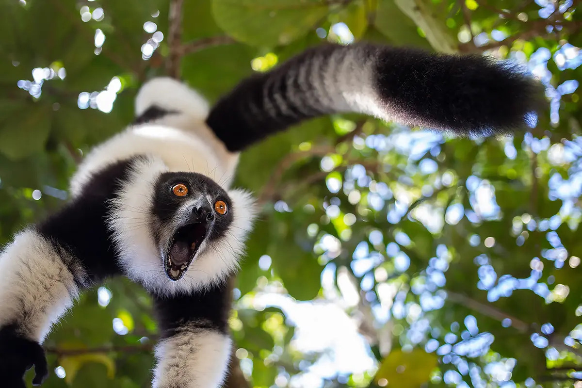 Hét chói tai. (Ảnh: Sergey Savvi/Comedy Wildlife Photography Awards 2023)