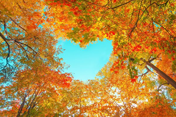 Một số chiếc lá sẽ chuyển sang màu sắc rực rỡ vào mùa thu, vô cùng đẹp mắt. (Ảnh: Shutterstock)